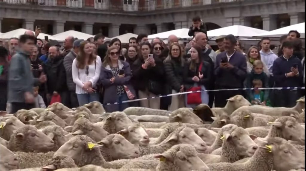 Sărbătoarea transhumanței în Madrid. Mii de oi și capre au străbătut marile bulevarde ale capitalei Spaniei