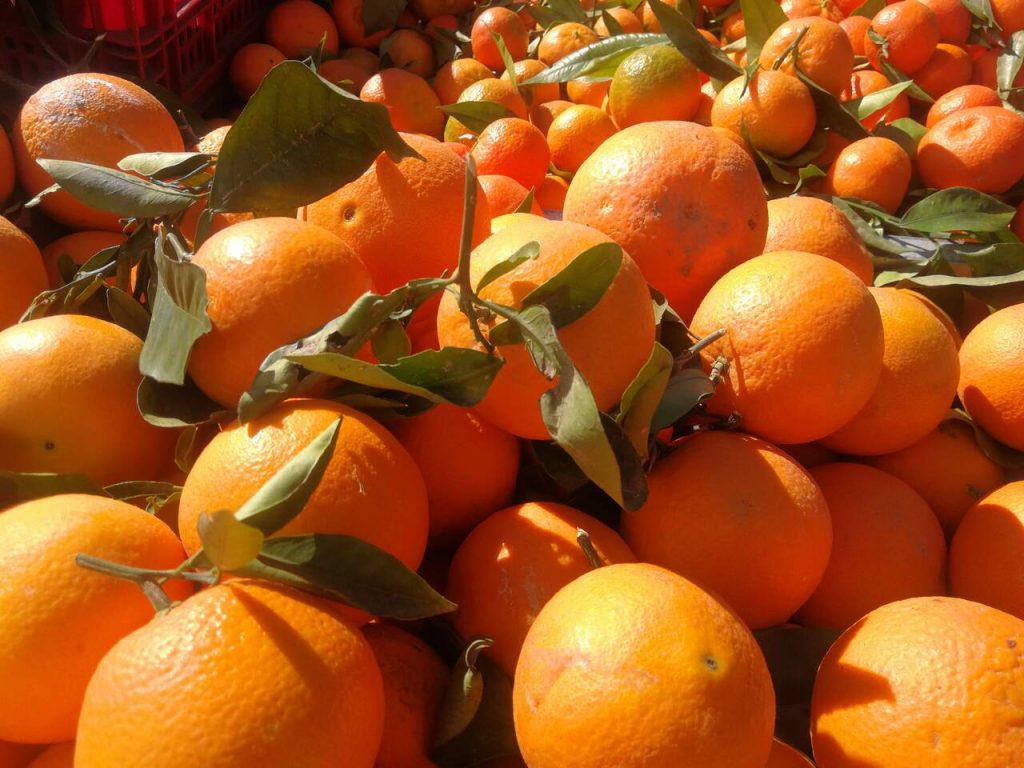 Începe sezonul portocalelor și mandarinelor